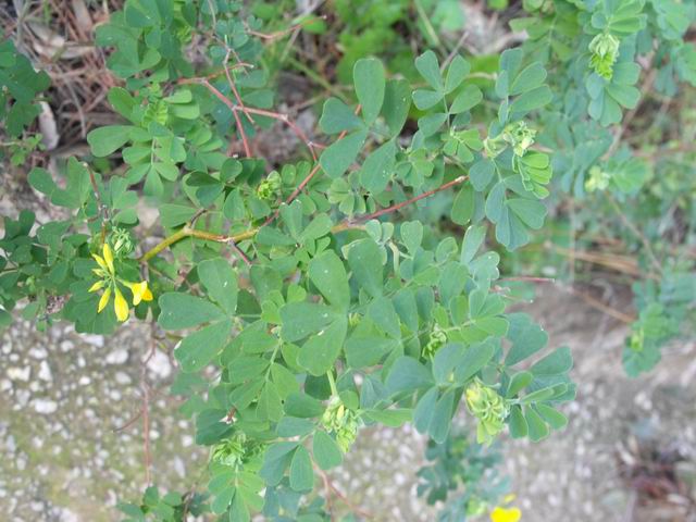 Coronilla valentina